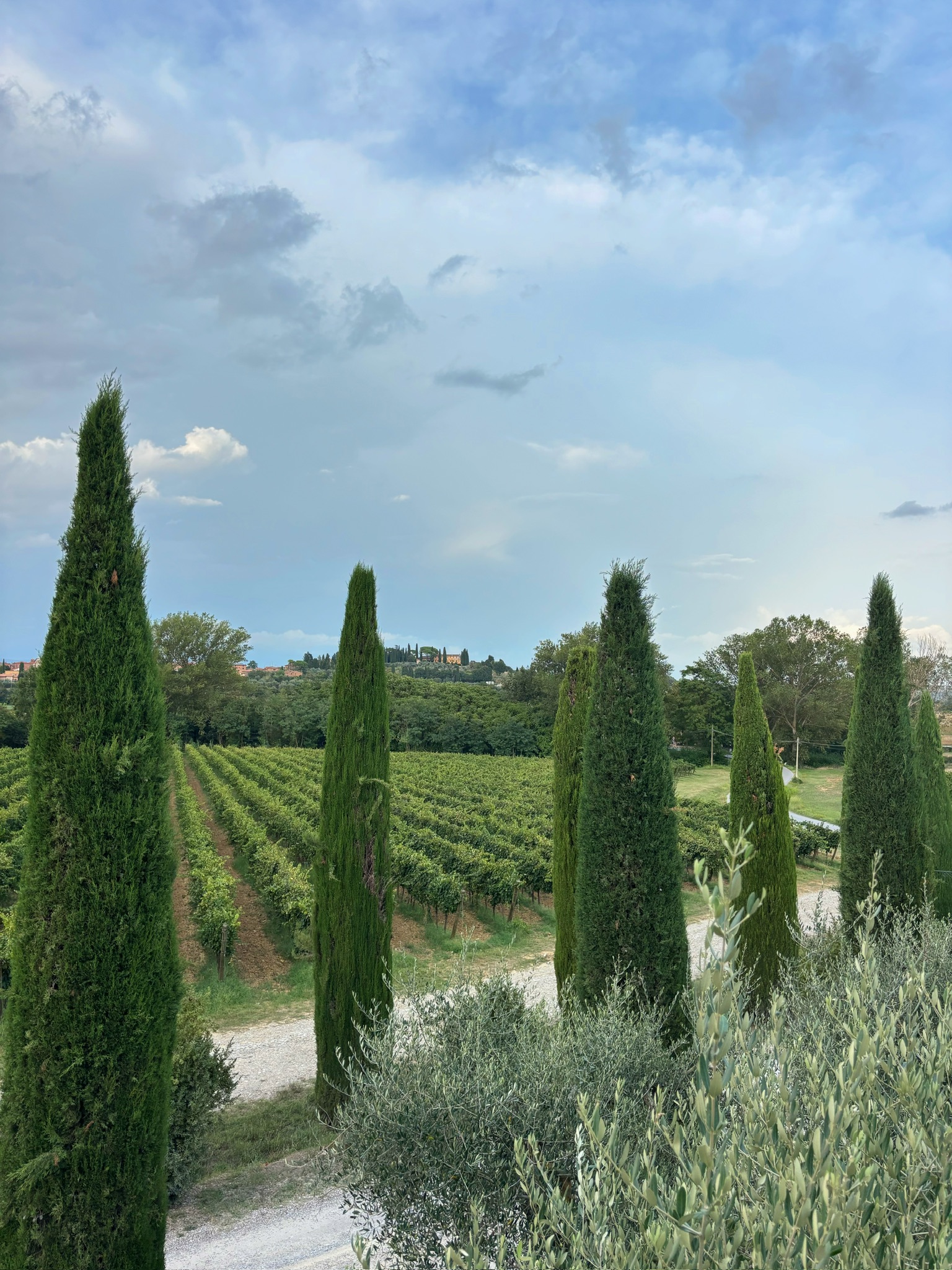 Cypress trees and vineyards in the Tuscan countryside